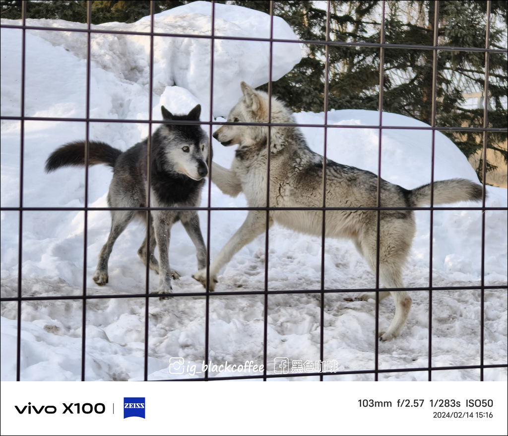 《遊》【北海道.旭川】旭山動物園.冬季限定 - 超可愛的企鵝 《遊》【北海道.旭川】旭山動物園.冬季限定 - 超可愛的企鵝