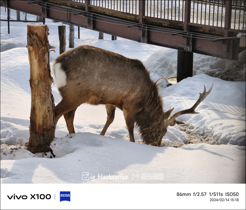《遊》【北海道.旭川】旭山動物園.冬季限定 - 超可愛的企鵝 《遊》【北海道.旭川】旭山動物園.冬季限定 - 超可愛的企鵝
