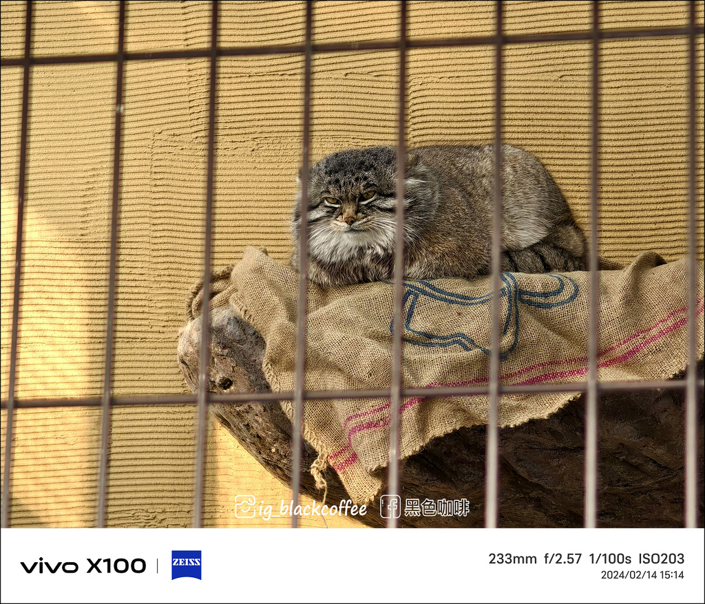 《遊》【北海道.旭川】旭山動物園.冬季限定 - 超可愛的企鵝 《遊》【北海道.旭川】旭山動物園.冬季限定 - 超可愛的企鵝