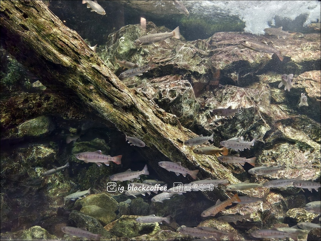 【豪華版關西樂享周遊券】京都水族館兌換＋參觀心得｜依樓層順路