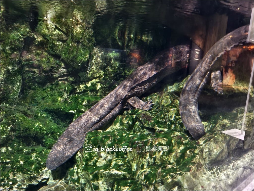 【豪華版關西樂享周遊券】京都水族館兌換＋參觀心得｜依樓層順路