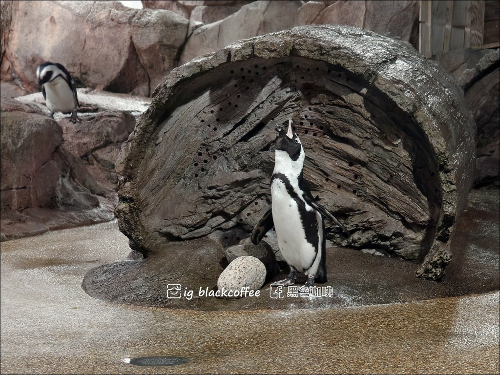 【豪華版關西樂享周遊券】京都水族館兌換＋參觀心得｜依樓層順路