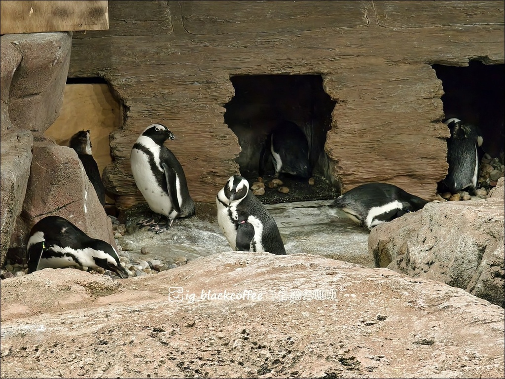 【豪華版關西樂享周遊券】京都水族館兌換＋參觀心得｜依樓層順路