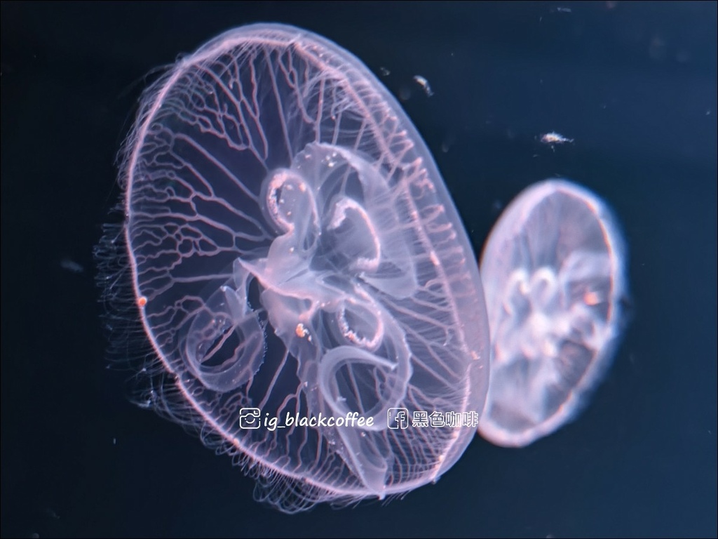 【豪華版關西樂享周遊券】京都水族館兌換＋參觀心得｜依樓層順路