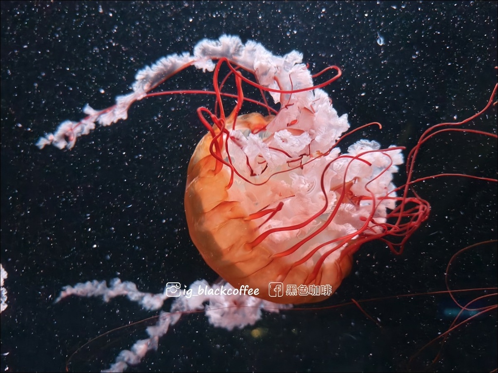 【豪華版關西樂享周遊券】京都水族館兌換＋參觀心得｜依樓層順路