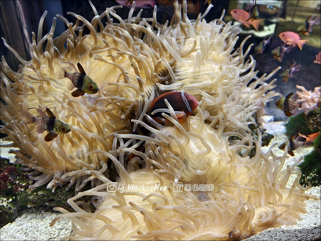 【豪華版關西樂享周遊券】京都水族館兌換＋參觀心得｜依樓層順路