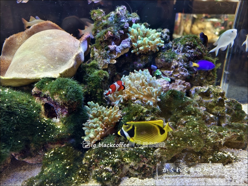 【豪華版關西樂享周遊券】京都水族館兌換＋參觀心得｜依樓層順路