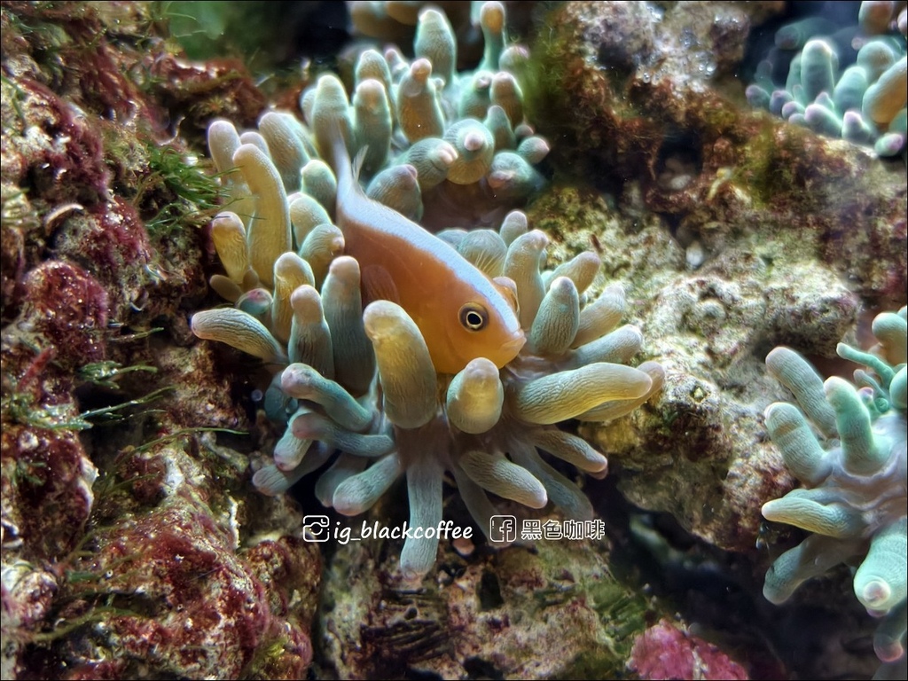 【豪華版關西樂享周遊券】京都水族館兌換＋參觀心得｜依樓層順路