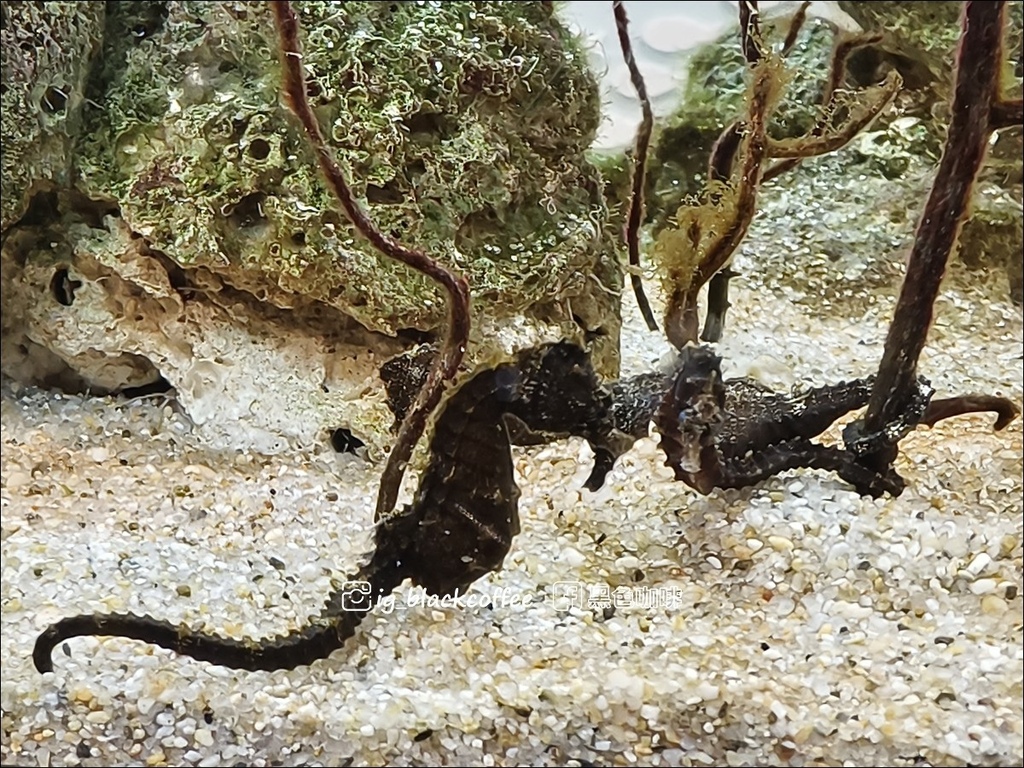 【豪華版關西樂享周遊券】京都水族館兌換＋參觀心得｜依樓層順路