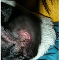 20110128上午10點24分黑面擦2天藥膏後的耳朵.jpg