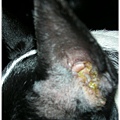 20110128上午8點35分黑面上藥前的流膿耳朵.jpg