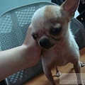 20110517蘋果柚子媽於屏東檢到的母犬.jpg