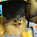 小狗要畢業了