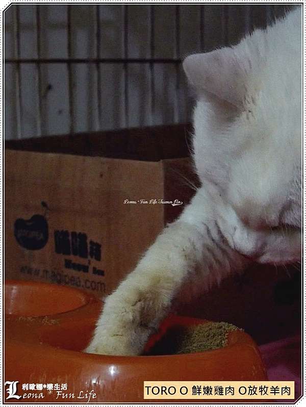 大喜利 掃除機を怖がる猫が可愛くて面白い ワンピースの船医 猫大喜利