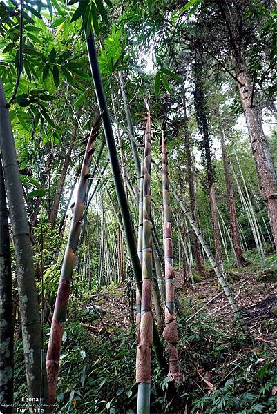 南投景點 南投休閒農業區 四季玩法 四季農遊來南投 精選13條農遊路線 手作體驗 手沖咖啡 南投賞櫻 櫻花便當 竹筒餐 南投親子 南投微旅行林爽文 孟宗竹林古戰場 長源圳古道 DSC04477.JPG