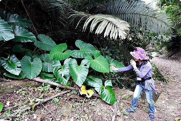 南投景點 南投休閒農業區 四季玩法 四季農遊來南投 精選13條農遊路線 手作體驗 手沖咖啡 南投賞櫻 櫻花便當 竹筒餐 南投親子 南投微旅行林爽文 孟宗竹林古戰場 長源圳古道DSC04460.JPG