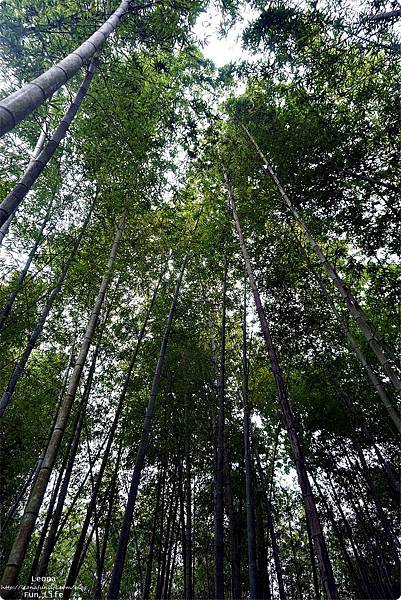 南投景點 南投休閒農業區 四季玩法 四季農遊來南投 精選13條農遊路線 手作體驗 手沖咖啡 南投賞櫻 櫻花便當 竹筒餐 南投親子 南投微旅行DSC04508