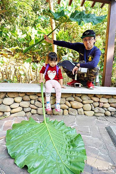 彰化輕旅行 八卦山生態探險  社頭鄉一日遊推薦 彰化社頭清水岩 彰化縣定古蹟 清水岩寺 長青森林步道生態觀察 午餐 與蝶共享蔬食料理 清水岩生態文創協會 草木染蛋DIY 祈福鳥襪子娃娃DIY 清水岩溫泉露營區 樂活襪之鄉博物館 柿子繪染襪 DIY  福井食堂 鐵道文物館DSC03299