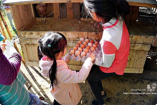 新社親子一日遊景點 新社商圈 採香菇 撿雞蛋 做蛋捲 布拉姆田莊 食農 昇和香菇園採木耳 台中親子遊 行程安排 帶著長輩出遊DSC06684.JPG