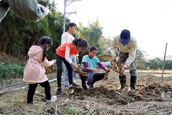 新社親子一日遊景點 新社商圈 採香菇 撿雞蛋 做蛋捲 布拉姆田莊 食農 昇和香菇園採木耳 台中親子遊 行程安排 帶著長輩出遊  挖薑 煮薑茶DSC06753.JPG