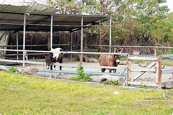 2020田中窯蜀葵花海藝術節 彰化親子景點 田中窯創藝園區 彰化田中景點 田中窯創藝園區 蜀葵花海藝術季 彰化景點 田中窯手拉胚 貓村 貓景點DSC08189.JPG