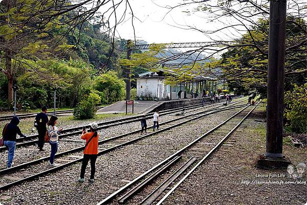 台中賞櫻景點 泰安派出所櫻花停車場 泰安派出所櫻花交通 戀戀落羽松 楊花風鈴木 木棉花 台中賞花 台中泰安櫻花 無招牌小吃 泰源中藥房 泰安舊火車站DSC09949.JPG