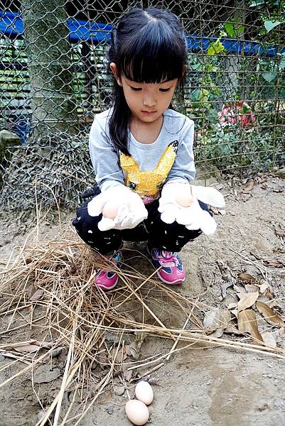 雲林最佳伴手禮 華山派雞大俠 雞大俠滴雞精評價  雞精雲林 滴雞精 雞農林文字 手工柴燒滴雞精  冷凍雞湯宅配 雞湯料理包推薦 即食雞湯 雞捲 雞腿捲 土雞蛋DSC03232.JPG