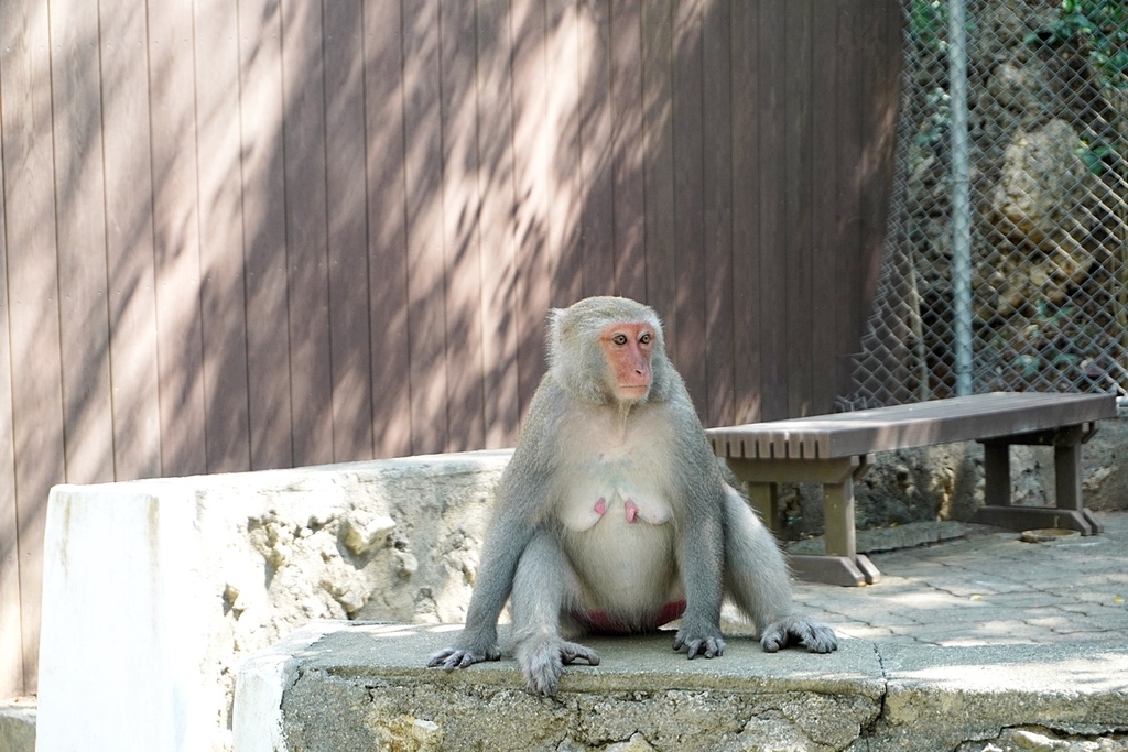 高雄親子景點2021 高雄親子遊樂園 高雄親子公園 壽山動物園門票 壽山動物園交通  壽山動物園門票免費 壽山動物園附近美食 壽山動物園附近景點 壽山動物園免費 1DSC05604.JPG