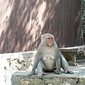 高雄親子景點2021 高雄親子遊樂園 高雄親子公園 壽山動物園門票 壽山動物園交通  壽山動物園門票免費 壽山動物園附近美食 壽山動物園附近景點 壽山動物園免費 1DSC05604.JPG