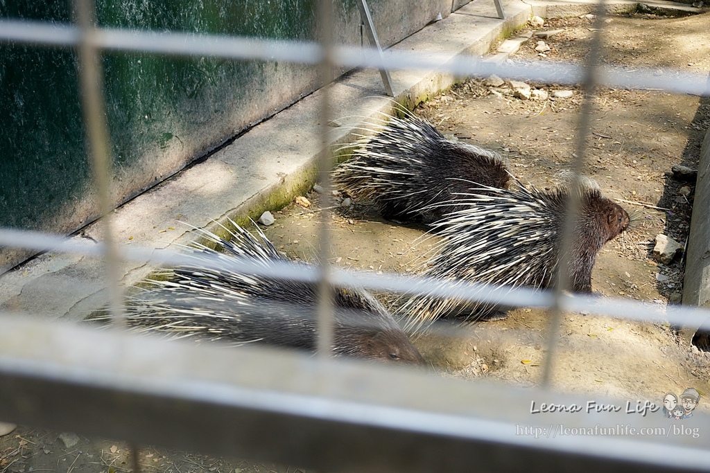 高雄親子景點2021 高雄親子遊樂園 高雄親子公園 壽山動物園門票 壽山動物園交通  壽山動物園門票免費 壽山動物園附近美食 壽山動物園附近景點 壽山動物園免費 1DSC05614.JPG