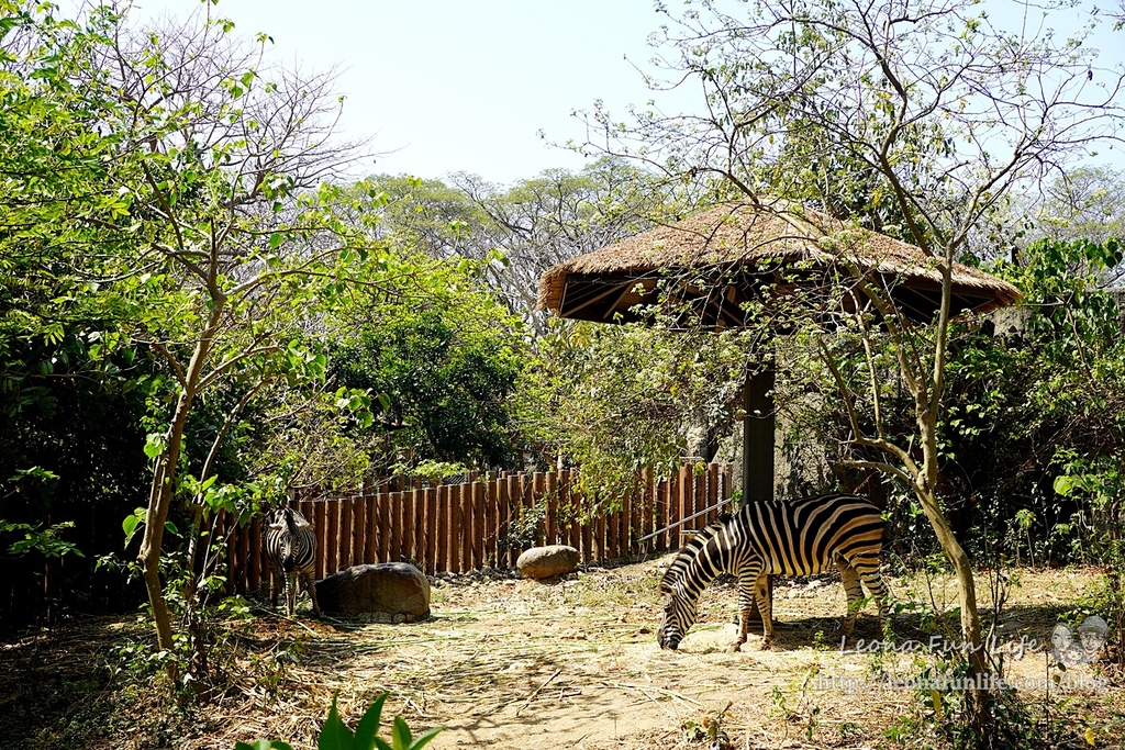 高雄親子景點2021 高雄親子遊樂園 高雄親子公園 壽山動物園門票 壽山動物園交通  壽山動物園門票免費 壽山動物園附近美食 壽山動物園附近景點 壽山動物園免費 1DSC05618.JPG