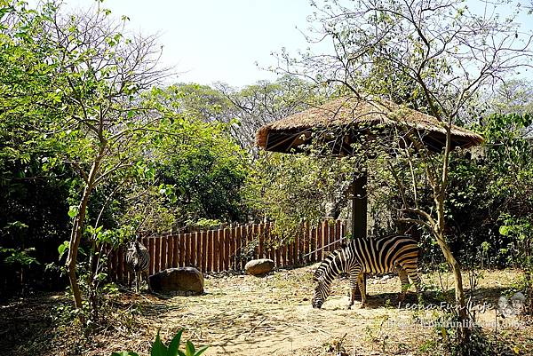 高雄親子景點2021 高雄親子遊樂園 高雄親子公園 壽山動物園門票 壽山動物園交通  壽山動物園門票免費 壽山動物園附近美食 壽山動物園附近景點 壽山動物園免費 1DSC05618.JPG