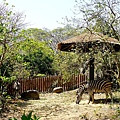 高雄親子景點2021 高雄親子遊樂園 高雄親子公園 壽山動物園門票 壽山動物園交通  壽山動物園門票免費 壽山動物園附近美食 壽山動物園附近景點 壽山動物園免費 1DSC05618.JPG