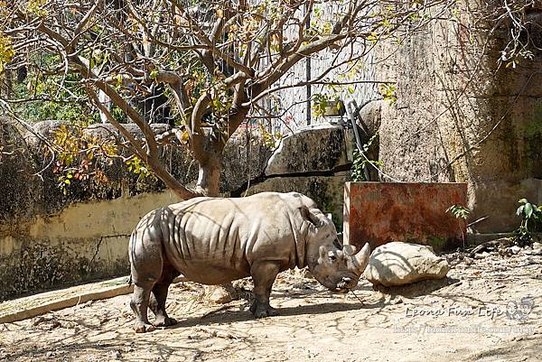 高雄親子景點2021 高雄親子遊樂園 高雄親子公園 壽山動物園門票 壽山動物園交通  壽山動物園門票免費 壽山動物園附近美食 壽山動物園附近景點 壽山動物園免費 1DSC05621.JPG