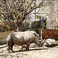 高雄親子景點2021 高雄親子遊樂園 高雄親子公園 壽山動物園門票 壽山動物園交通  壽山動物園門票免費 壽山動物園附近美食 壽山動物園附近景點 壽山動物園免費 1DSC05621.JPG