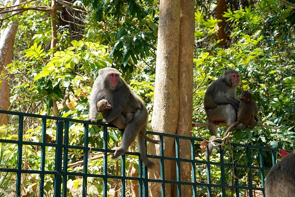 高雄親子景點2021 高雄親子遊樂園 高雄親子公園 壽山動物園門票 壽山動物園交通  壽山動物園門票免費 壽山動物園附近美食 壽山動物園附近景點 壽山動物園免費 1DSC05681.JPG