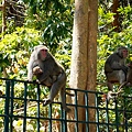 高雄親子景點2021 高雄親子遊樂園 高雄親子公園 壽山動物園門票 壽山動物園交通  壽山動物園門票免費 壽山動物園附近美食 壽山動物園附近景點 壽山動物園免費 1DSC05681.JPG