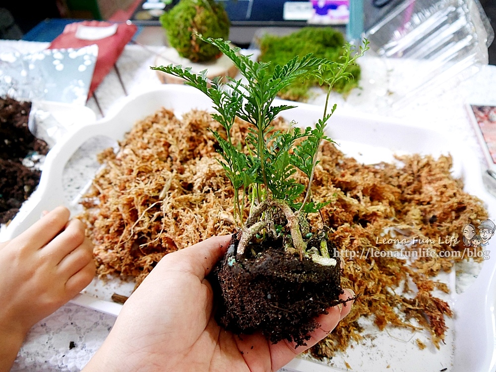 苔球製作 苔蘚球製作 水苔球製作  苔球長蟲 苔球麻繩 苔玉球diy 多肉苔球 苔球製作課程 苔球發霉 苔球購買 水苔球 原生態工作室 手作DIY 綠植星球 植物觀察學青苔球材料包P1770277.JPG