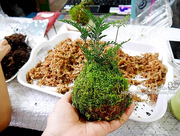 苔球製作 苔蘚球製作 水苔球製作  苔球長蟲 苔球麻繩 苔玉球diy 多肉苔球 苔球製作課程 苔球發霉 苔球購買 水苔球 原生態工作室 手作DIY 綠植星球 植物觀察學青苔球材料包P1770283.JPG