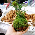 苔球製作 苔蘚球製作 水苔球製作  苔球長蟲 苔球麻繩 苔玉球diy 多肉苔球 苔球製作課程 苔球發霉 苔球購買 水苔球 原生態工作室 手作DIY 綠植星球 植物觀察學青苔球材料包P1770283.JPG