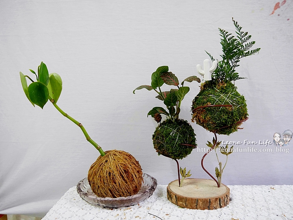 苔球製作 苔蘚球製作 水苔球製作  苔球長蟲 苔球麻繩 苔玉球diy 多肉苔球 苔球製作課程 苔球發霉 苔球購買 水苔球 原生態工作室 手作DIY 綠植星球 植物觀察學青苔球材料包P1770294.JPG