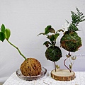 苔球製作 苔蘚球製作 水苔球製作  苔球長蟲 苔球麻繩 苔玉球diy 多肉苔球 苔球製作課程 苔球發霉 苔球購買 水苔球 原生態工作室 手作DIY 綠植星球 植物觀察學青苔球材料包P1770294.JPG