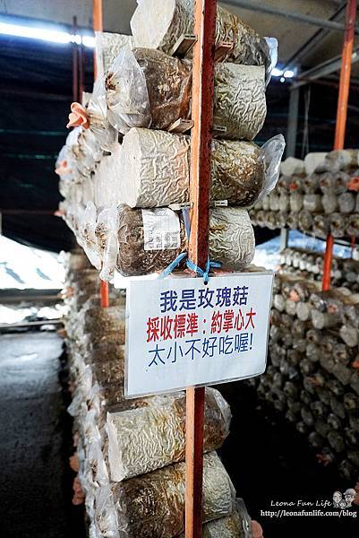 豐年靈芝菇類生態農場南投埔里親子景點推薦，走進菇菇樂園DIY菇菇披薩、採菇、踏青、爬木屑山DSC05020.jpg