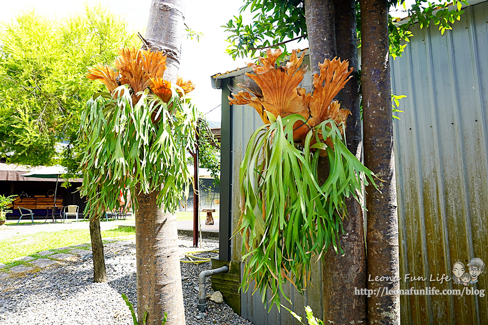 豐年靈芝菇類生態農場南投埔里親子景點推薦，走進菇菇樂園DIY菇菇披薩、採菇、踏青、爬木屑山DSC05066-2.jpg