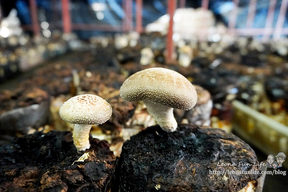 豐年靈芝菇類生態農場南投埔里親子景點推薦，走進菇菇樂園DIY菇菇披薩、採菇、踏青、爬木屑山DSC05112.jpg