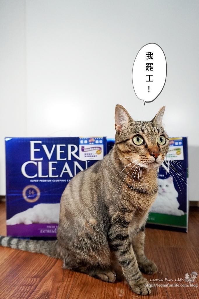 Ever Clean 藍鑽超凝結<a href='/lab' target='_blank' class='black-link'>貓砂</a>強效清香低敏使用心得-<a href='/lab' target='_blank' class='black-link'>貓砂</a>界 LV低粉塵、凝結快、活性碳除臭<a href='/lab' target='_blank' class='black-link'>貓砂</a>推薦DSC06512-2.jpg