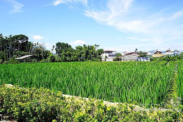 微笑58民宿-適合親子出遊的貓咪民宿，田園風光搭配草地遊具沙坑，還有可愛萌貓相陪喔!南投埔里住宿推薦DSC05490-2.jpg