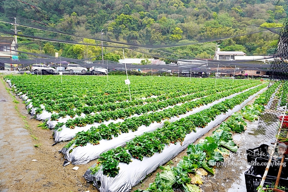 泰安舊站草莓園賞櫻趴落羽松也能順道體驗採草莓、黃金小番茄泰安派出所正對面 台中親子遊行程DSC073011.JPG