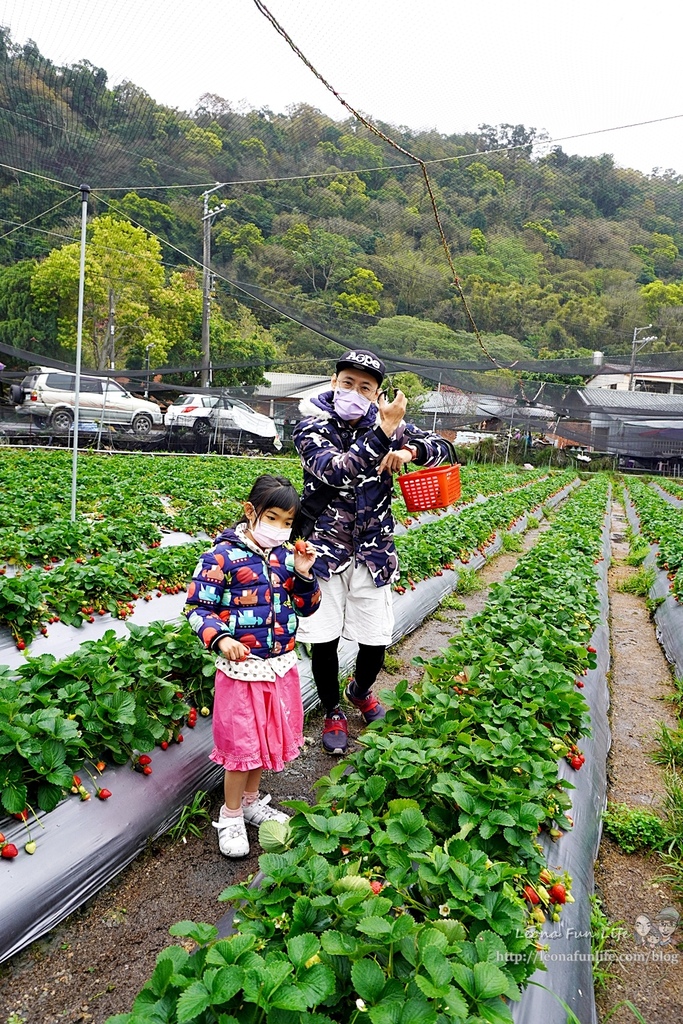 泰安舊站草莓園賞櫻趴落羽松也能順道體驗採草莓、黃金小番茄泰安派出所正對面 台中親子遊行程DSC073071.JPG