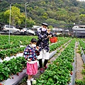 泰安舊站草莓園賞櫻趴落羽松也能順道體驗採草莓、黃金小番茄泰安派出所正對面 台中親子遊行程DSC073071.JPG